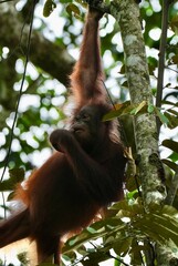 Bornean orangutan climbing tree in tropical rainforest © Seraina