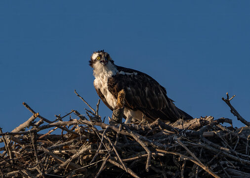 Osprey Perched on Branch with Freshly Caught Fish, Florida Wildlife