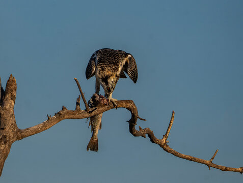 Osprey Perched on Branch with Freshly Caught Fish, Florida Wildlife
