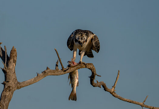 Osprey Perched on Branch with Freshly Caught Fish, Florida Wildlife