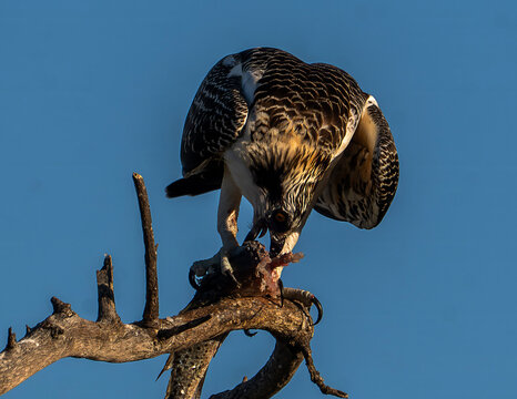 Osprey Perched on Branch with Freshly Caught Fish, Florida Wildlife