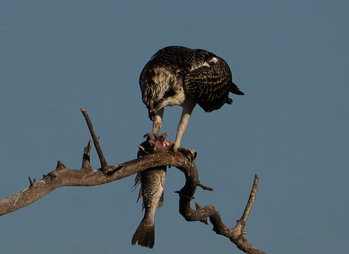 Osprey Perched on Branch with Freshly Caught Fish, Florida Wildlife
