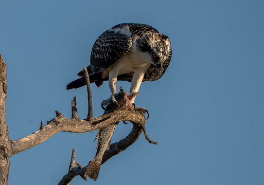 Osprey Perched on Branch with Freshly Caught Fish, Florida Wildlife