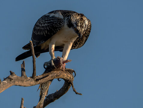 Osprey Perched on Branch with Freshly Caught Fish, Florida Wildlife