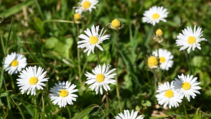 Fototapeta premium daisies in the grass
