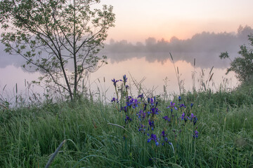 Obraz premium A serene misty sunrise over a calm lake, featuring a lone tree and vibrant purple irises blooming in the foreground