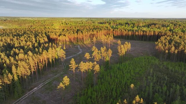 Aerial view of forest clearcut and pine woodland during golden hour in Sigulda Municipality, Latvia