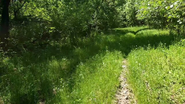 Riding on bicycle in the forest road near Martely
