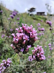 Obraz premium flowers of lavender