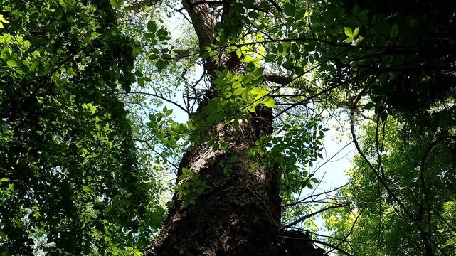 Forest near the backwater of Tisza in Martely