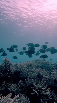 Tracking shot of black surgeonfish (Ctenochaetus hawaiiensis) and black tang (Zebrasoma rostratum) swimming in schools along the dense staghorn coral (Acropora cervicornis) colonies in blue hazy water
