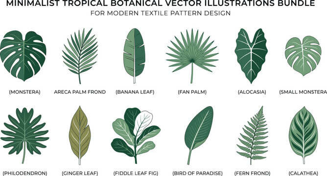 Minimalist tropical botanical vector illustrations bundle for modern textile pattern design featuring monstera palm fern banana calathea and fiddle leaf fig set