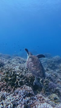 Orbit shot dolly forward to a juvenile green sea turtle (Chelonia mydas) resting on top of dense corals flicking away fish that is nibbling on its flipper then swiming away. Dauin, Philippines