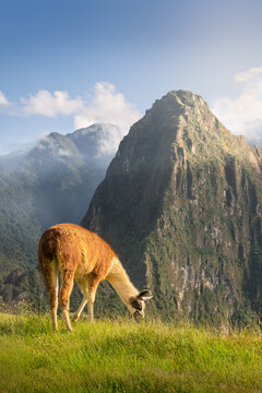 A llama grazing on a Machu Picchu's terrace at sunrise, Huayna Picchu view in the background.