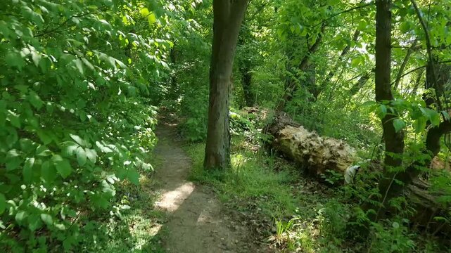Nature trail in Martely forest