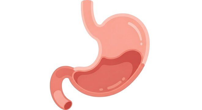 Human digestive system anatomy diagram with stomach highlighted.