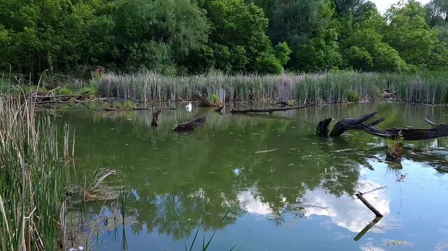 Swamp in Martely near the nature trail