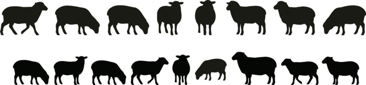 Black sheep silhouettes on in various poses and movements