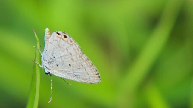 Catochrysops panormus (known as Silver Forget-Me-Not) or its close relative species, Catochrysops strabo, which belongs to the small blue/purple butterfly family (Lycaenidae).