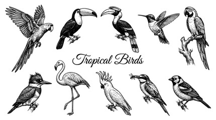Obraz premium Hand Drawn Vintage Tropical Birds Vector Illustration Collection, Etching Style Exotic Jungle Birds Set Including Parrot Toucan Flamingo Cockatoo and Hummingbird