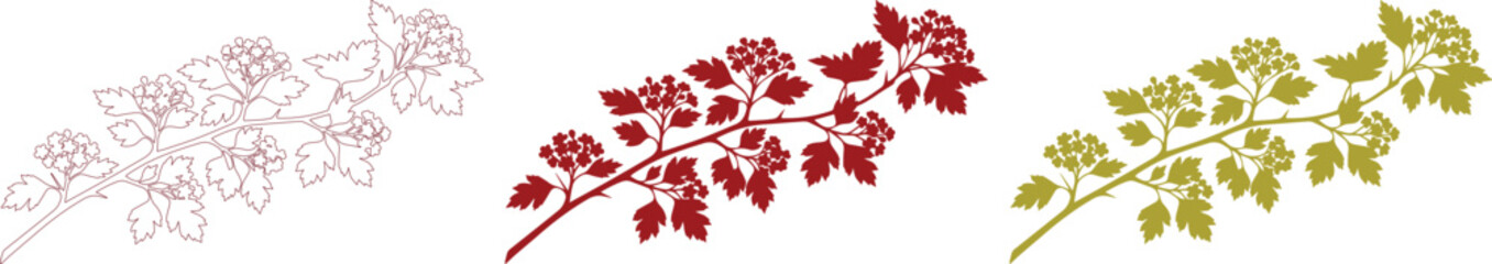 Botanical branch vector set, detailed floral illustration, natural plant elements, decorative leaf and berry designs for seasonal graphics isolated on White Background © Ambreen