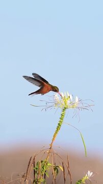 Hummingbird Feeding on Flower Against Blue Sky