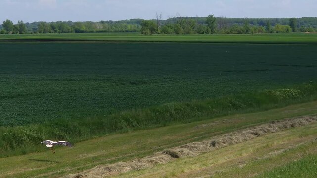 A white stork is flying on the meadow near Mindszent