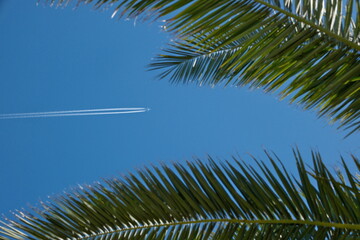 Fototapeta premium Tropical Vacation Concept: Passenger Plane and Contrail Above Palm Leaves