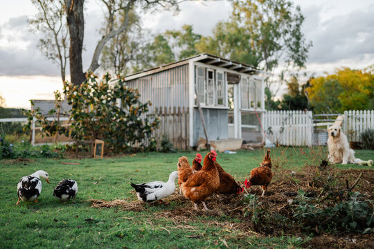 free ranging chickens and ducks digging up a garden