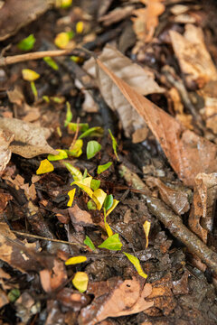 Ants Walking Through Leaf Litter