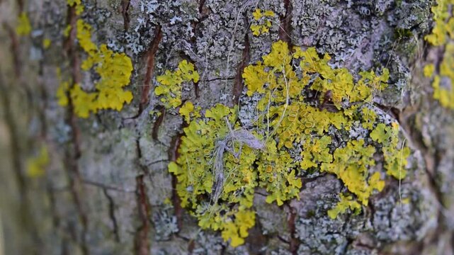 A close-up of the lichen Xanthoria parietina growing abundantly on the rough, cracked bark of a tree trunk. This lichen's golden yellow color contrasts sharply with the natural gray of the tree bark.