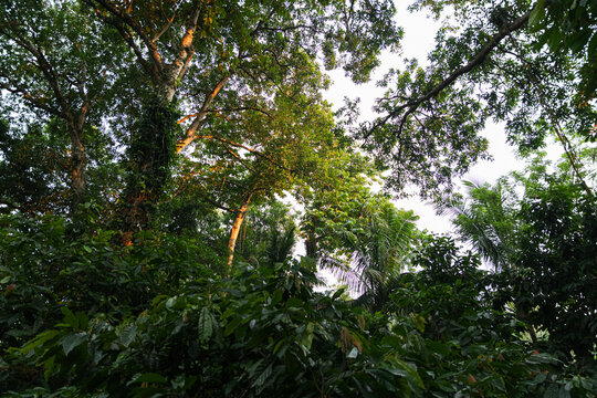 Canopy view in dense tropical jungle with sun rays in Mexico