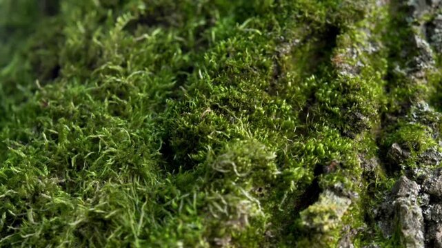 The detailed texture of lush green moss growing abundantly on the rough bark of an ancient tree trunk. The details of the moss fibers, natural moisture, and bark lines create a calming, organic, 