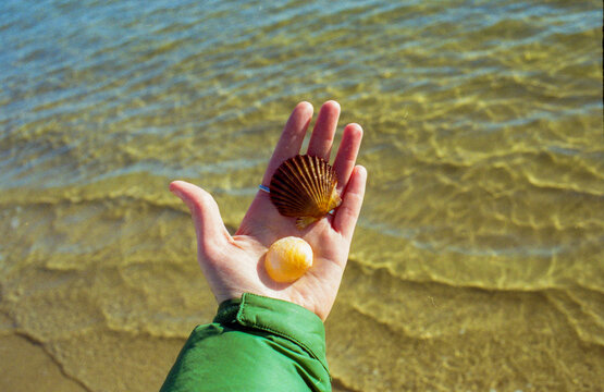 Finding shells along the waters edge