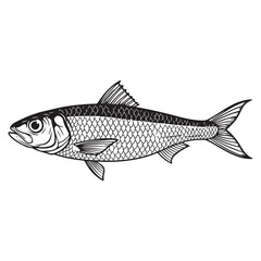 Fototapeta premium Herring fish vector illustration with detailed scales and fins for seafood branding and fishing logo design