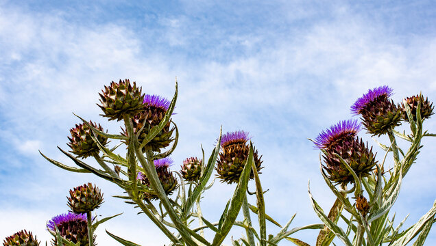 Alcachofa silvestre,  planta herb&aacute;cea del g&eacute;nero Cynara de la familia Asteraceae; es cultivada desde la antig&uuml;edad como alimento en climas templados.