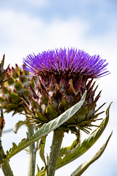 Alcachofa silvestre,  planta herb&aacute;cea del g&eacute;nero Cynara de la familia Asteraceae; es cultivada desde la antig&uuml;edad como alimento en climas templados.