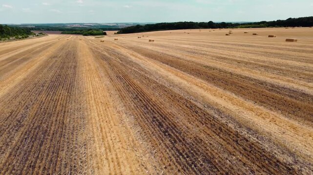 Rows of harvested wheat on a vast golden field. Scattered hay bales in rural landscape, agricultural countryside