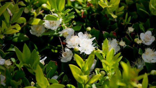 Mirto o array&aacute;n europeo, es una planta de la familia de las Myrtaceae, nativa del sudeste de Europa y del norte de &Aacute;frica.
