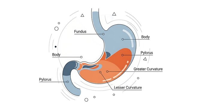 Anatomy of the human heart internal structure.