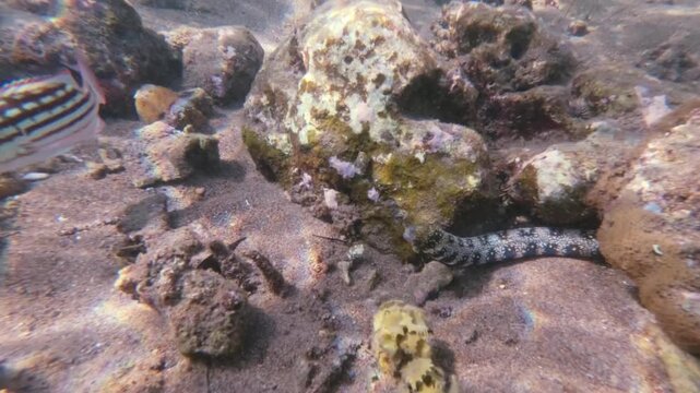 Tracking shot to a Snowflake morray eel (Echidna nebulosa) hiding between rocks on a sandy seabed while a Checkered Snapper (Lutjanus decussatus) lurk around. Dauin, Philippines