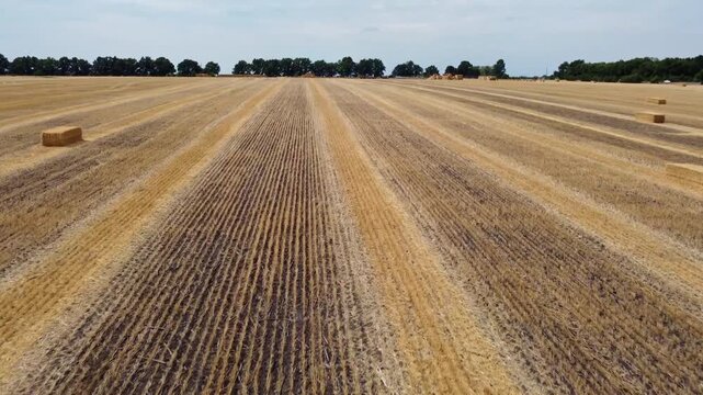 Rows of harvested wheat crops with scattered hay bales, farm work on agriculture field