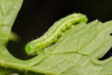 Obraz premium Green Cabbage Looper Caterpillar on Green Leaf Macro Nature