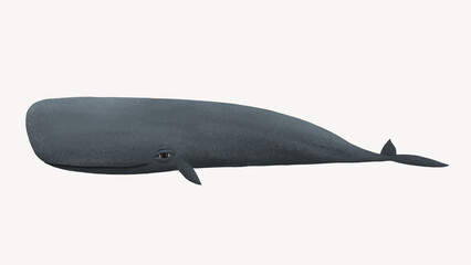 Cute sperm whale desktop wallpaper background © Rawpixel.com
