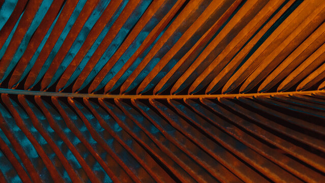 Palm frond under clear blue sky on a sunny day
