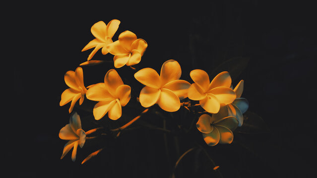 Flowers shine bright in the dark with warm light in a garden