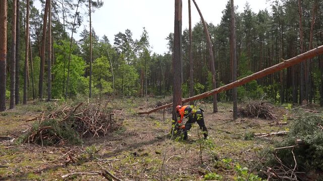 Lumberjack logger worker in protective gear cutting firewood timber tree in forest with chainsaw.  Forestry worker in protective gear using a chainsaw to make a wedge cut to cut down a spruce tree