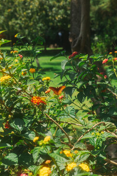 Butterfly resting on flowers in a garden during daytime