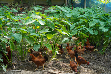 young rooster in the field © Abul Kalam