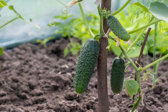 Young cucumber plants growing in a home greenhouse. Growing vegetables.